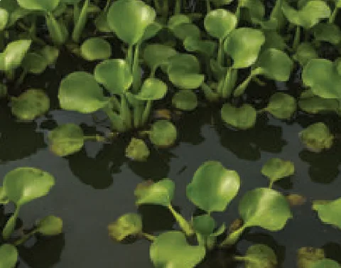 A photo of many green plants with round leaves floating on dark river water.