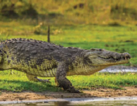 A photo of a big green-grey crocodile walking on green grass next to the water.