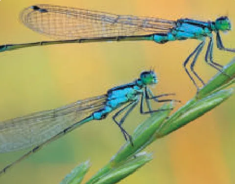 A photo of two small blue insects with long thin bodies and clear wings, sitting on a stem of grass.