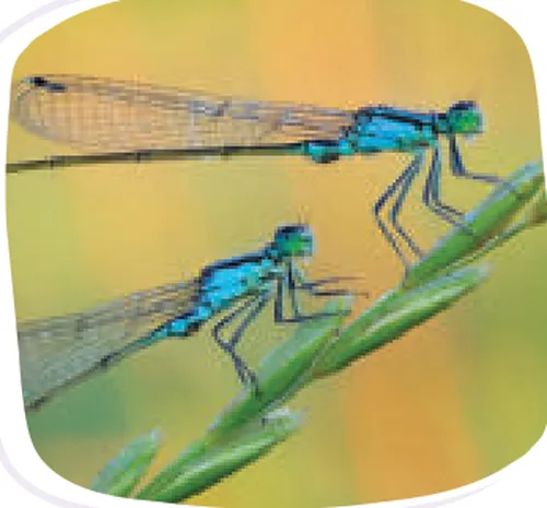 A photo of two small blue creatures with long thin bodies, thin legs and clear wings, sitting on a stem of grass.